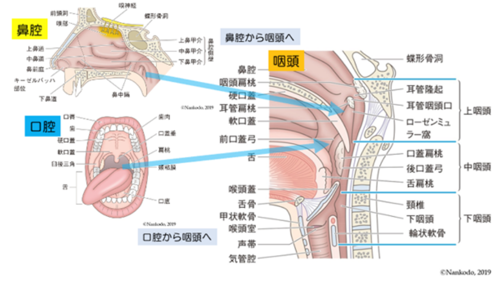 鼻詰まりの原因は?日常でできる解消方法や長引く場合の対処法を紹介