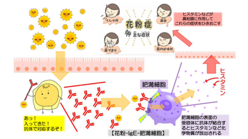 鼻詰まりの原因は?日常でできる解消方法や長引く場合の対処法を紹介