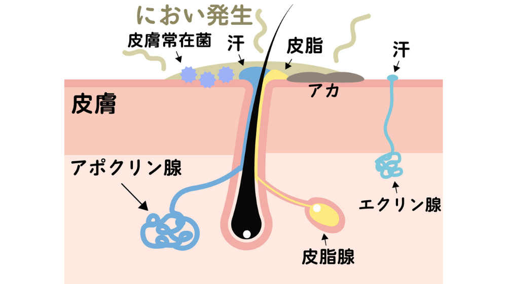 医師共同開発「わき用クリーム」とは?臭い外来医師との共同開発商品紹介!